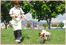 散歩料金